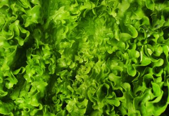 fondo-textura-primer-plano-lechuga-min fondo-textura-primer-plano-lechuga-min